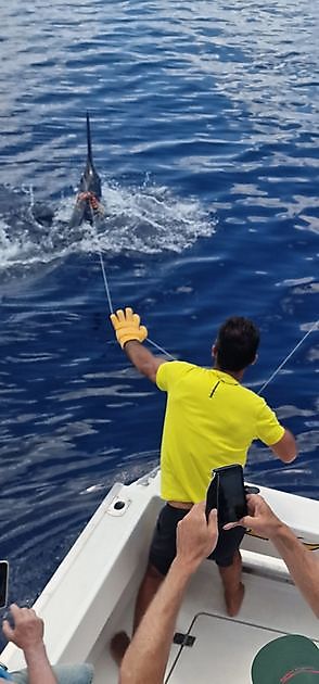 29/5 - 1/2  Blue Marlin - Cavalier & Blue Marlin Sport Fishing Gran Canaria