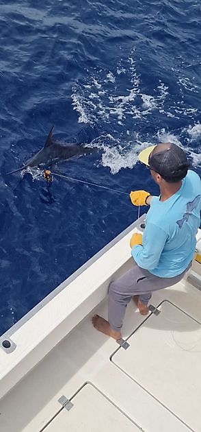 5/6 – 2 Blue Marlin freigelassen. - Cavalier & Blue Marlin Sport Fishing Gran Canaria