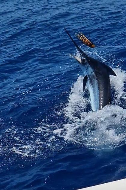 Cavalier Released hun 10de Blauwe Marlijn - Cavalier & Blue Marlin Sport Fishing Gran Canaria