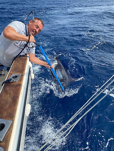 29/6 - 440 lbs Blue Marlin - Cavalier & Blue Marlin Sport Fishing Gran Canaria