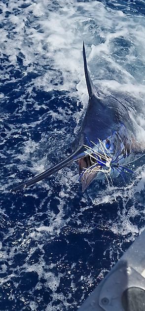 10/7 - Hartelijk Gefeliciteerd Cavalier Cavalier & Blue Marlin Sport Fishing Gran Canaria