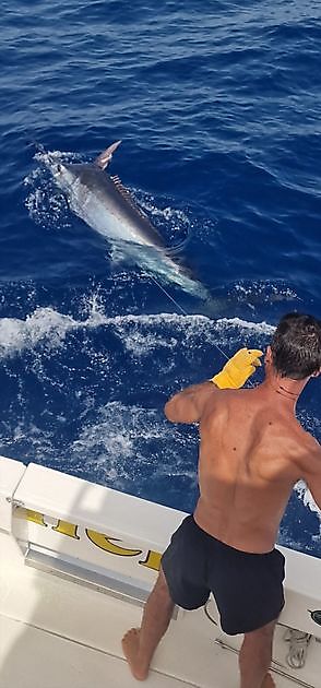 14/7 - Marlín Azul - Cavalier & Blue Marlin Sport Fishing Gran Canaria
