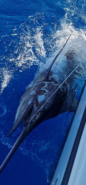 15/7 -  Cavalier released opnieuw Blauwe Marlijn. Cavalier & Blue Marlin Sport Fishing Gran Canaria