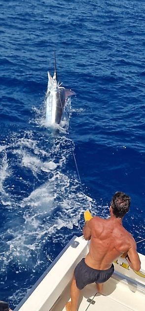 26/7 - Marlín azul de 550 libras Cavalier & Blue Marlin Sport Fishing Gran Canaria