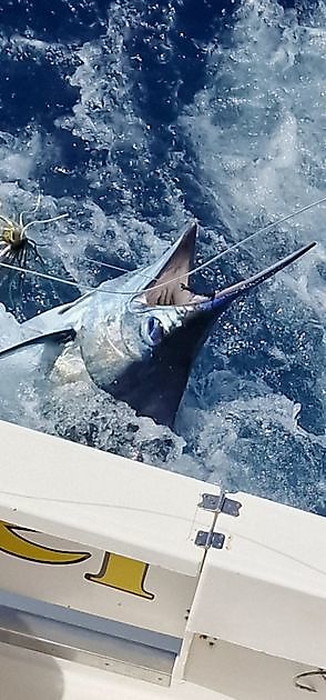 3/8 - Plenty of baitfish - Cavalier & Blue Marlin Sport Fishing Gran Canaria