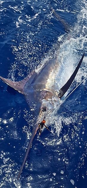 4/8 - Bingo 400 lbs - Cavalier & Blue Marlin Sport Fishing Gran Canaria