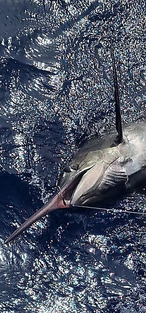 9/8 - 1/2 Blue Marlin - barco Cavalier Cavalier & Blue Marlin Sport Fishing Gran Canaria