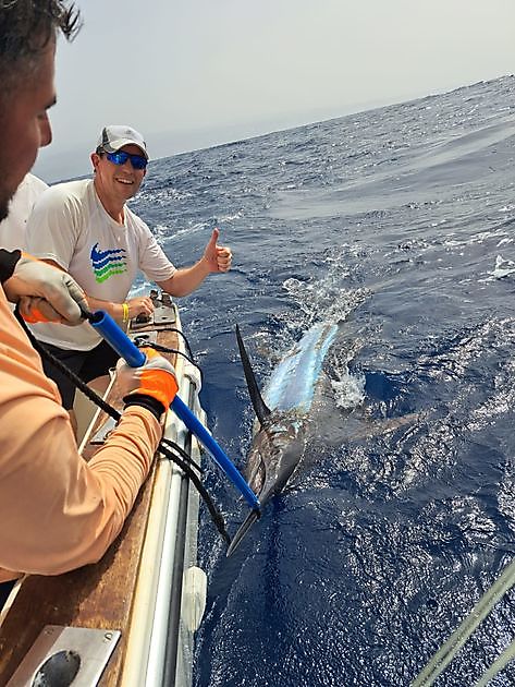 Blue Marlin 3 soltó 280 kg marlin Cavalier & Blue Marlin Sport Fishing Gran Canaria
