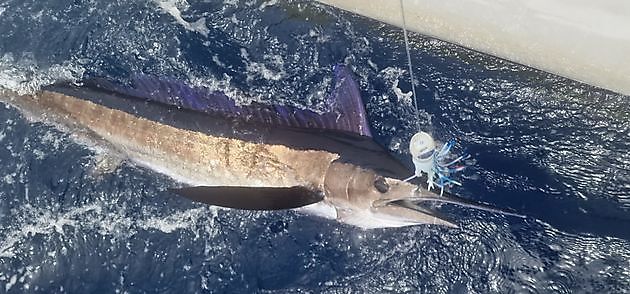 11/8 - Longbill Spearfish Cavalier & Blue Marlin Sport Fishing Gran Canaria