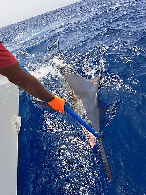 12/8 - Blue Marlin 3 released 600lbs blue marlin - Cavalier & Blue Marlin Sport Fishing Gran Canaria