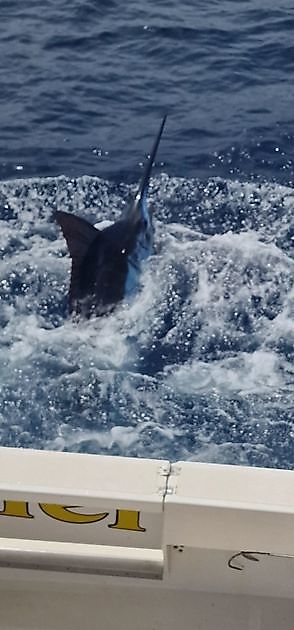Sport Fishing Gran Canaria - Cavalier & Blue Marlin Sport Fishing Gran