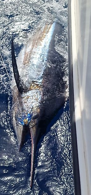 15/8 - Hook up - Cavalier - Cavalier & Blue Marlin Sport Fishing Gran Canaria