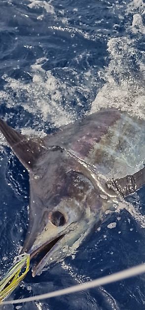 19/8 – 300 Pfund Blauer Marlin - Cavalier & Blue Marlin Sport Fishing Gran Canaria