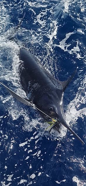 2/9 - Cavalier released blauwe marlijn van 150kg!!! - Cavalier & Blue Marlin Sport Fishing Gran Canaria