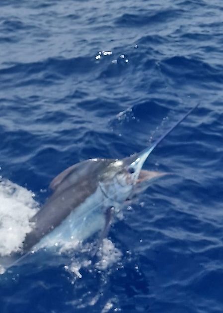6/9 - Plenty of activity!!! Cavalier & Blue Marlin Sport Fishing Gran Canaria