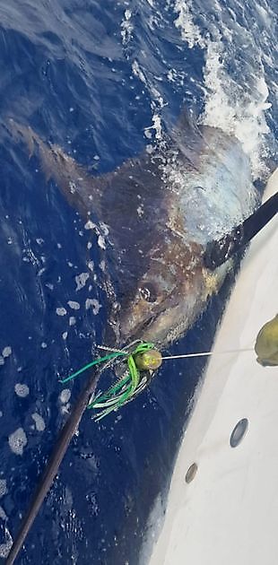 8/9 - Cavalier released 250kg Blauwe Marlijn!! - Cavalier & Blue Marlin Sport Fishing Gran Canaria