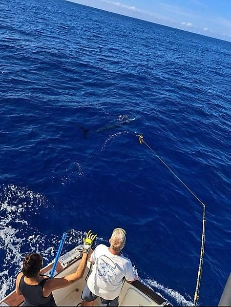 13/9 - And we keep on counting!!! - Cavalier & Blue Marlin Sport Fishing Gran Canaria