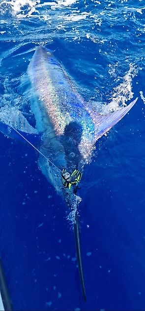 23/9 - Blue Marlin & Baracudas!! - Cavalier & Blue Marlin Sport Fishing Gran Canaria