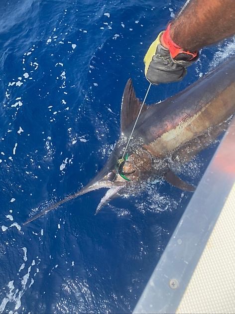 30/9 - Cavalier released a blue marlin!!! - Cavalier & Blue Marlin Sport Fishing Gran Canaria
