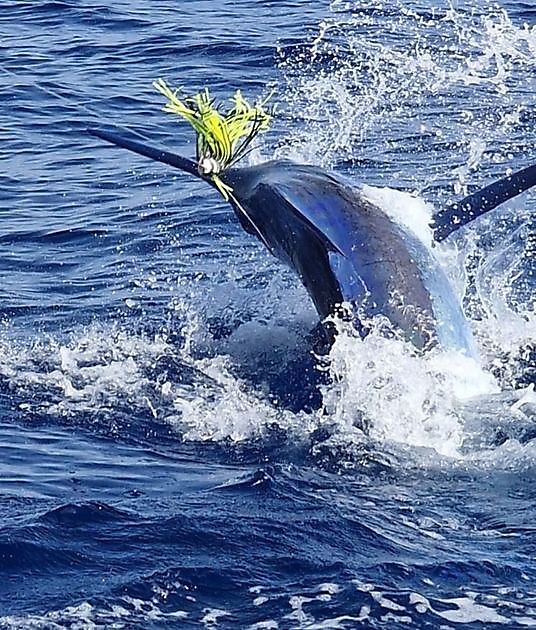 02/10 - Cavalier- 240 kg blue marlin released!!! Cavalier & Blue Marlin Sport Fishing Gran Canaria