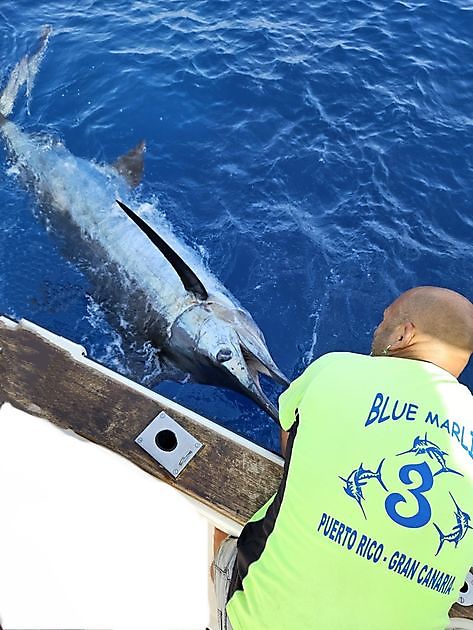 13/04 - PRIMO BLUE MARLIN DELL`ANNO!!! Cavalier & Blue Marlin Sport Fishing Gran Canaria