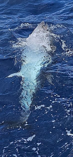 19.04. – ERSTER BLAUFLOSSEN-THUNFISCH DES JAHRES!! - Cavalier & Blue Marlin Sport Fishing Gran Canaria