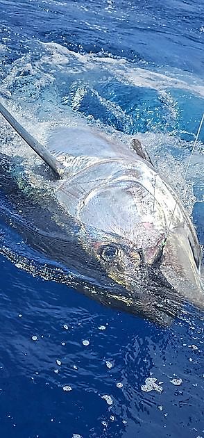 20/04 - OGGI UN ALTRO TONNO ROSSO!! - Cavalier & Blue Marlin Sport Fishing Gran Canaria