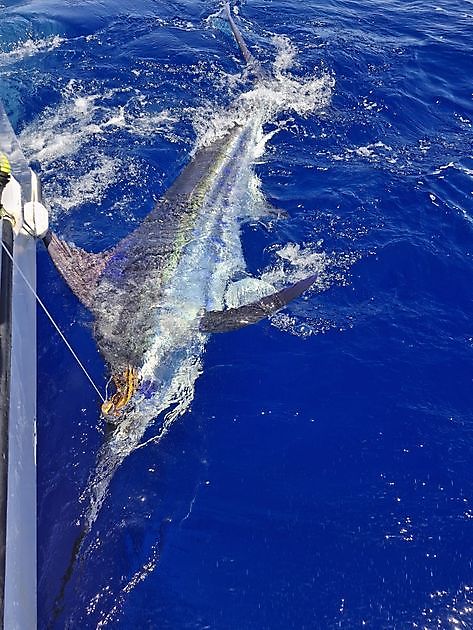 25/04 – BLAUER MARLIN UND BLAUER THUNFISCH!!! - Cavalier & Blue Marlin Sport Fishing Gran Canaria
