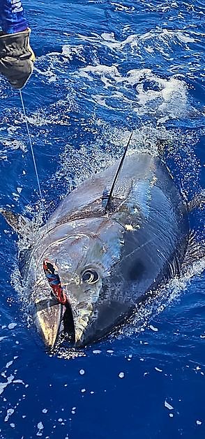 30/04 - GRANDE CONCLUSIONE DEL MESE!!! - Cavalier & Blue Marlin Sport Fishing Gran Canaria