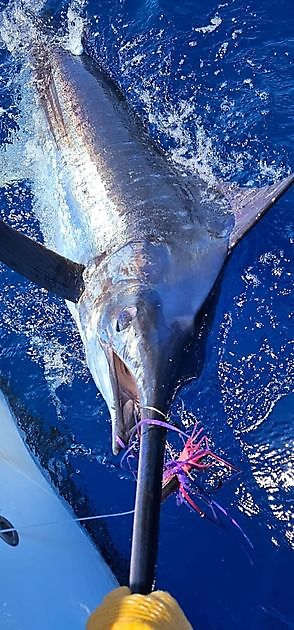 03/05 - BLAUWE MARLIJN!!! - Cavalier & Blue Marlin Sport Fishing Gran Canaria