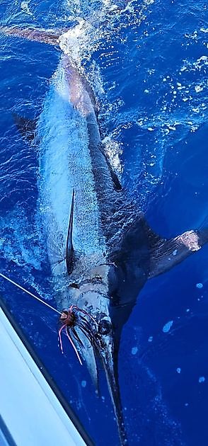 06/05 – EIN WEITERES BLAUEN MARLIN!!! - Cavalier & Blue Marlin Sport Fishing Gran Canaria