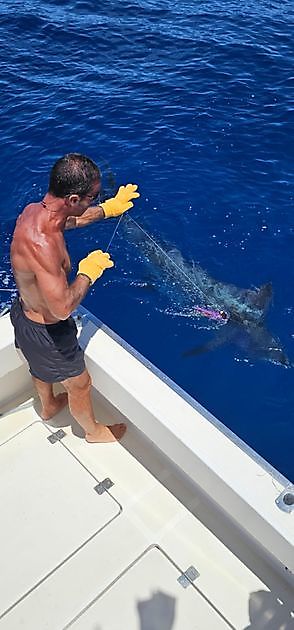 10/05 - BLÅ MARLIN & WAHOOS!!! - Cavalier & Blue Marlin Sport Fishing Gran Canaria