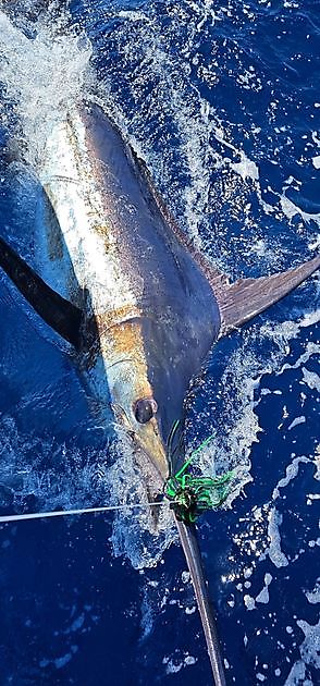 12/05 – BLAUER MARLIN 150 kg!! - Cavalier & Blue Marlin Sport Fishing Gran Canaria