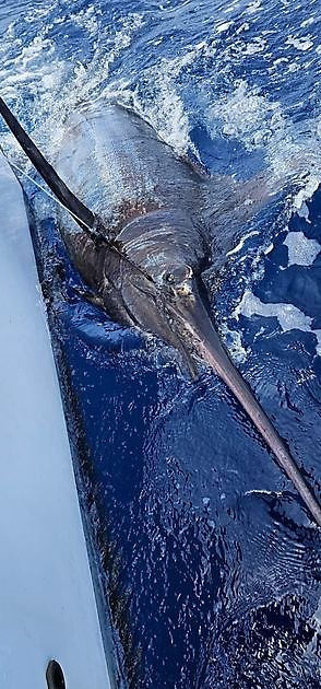 19/05 – WIEDER EIN BLAUER MARLIN & WAHOO!!! - Cavalier & Blue Marlin Sport Fishing Gran Canaria