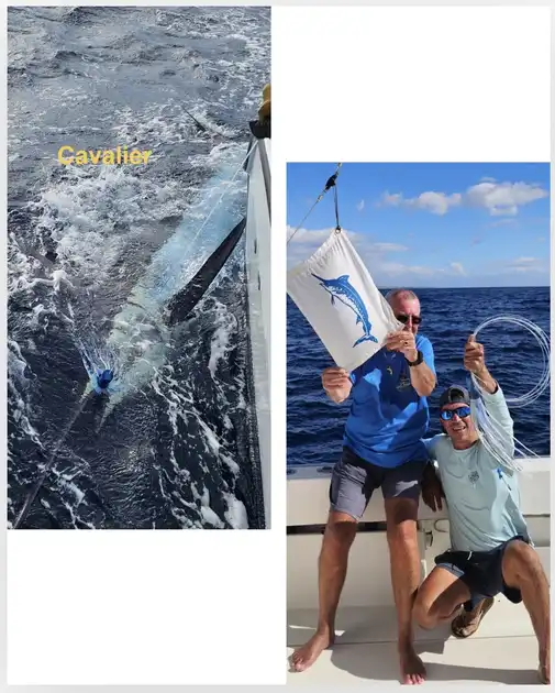 12/12 - BLAUWE MARLIJN 280Kg!! - Cavalier & Blue Marlin Sport Fishing Gran Canaria