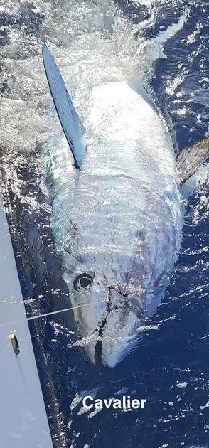 26/03 – Bluefin Tuna 280 kg! - Cavalier & Blue Marlin Sport Fishing Gran Canaria