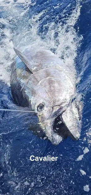 11/04 - BLUEFIN TUNA 280Kg! - Cavalier & Blue Marlin Sport Fishing Gran Canaria