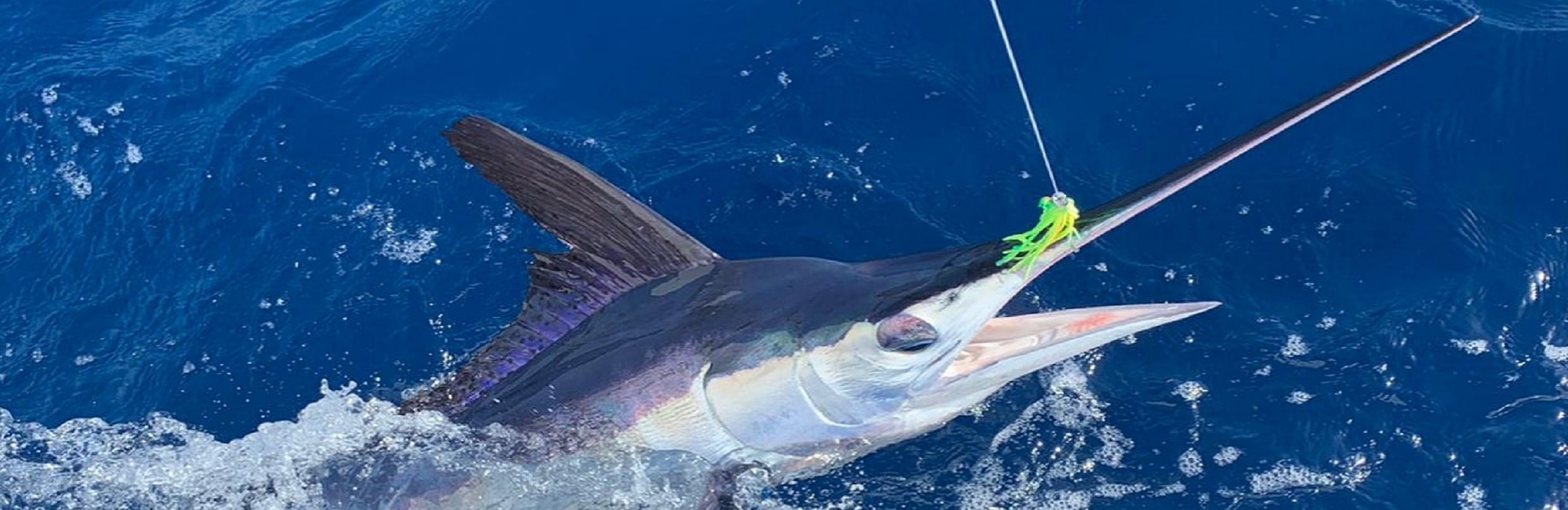  - Cavalier & Blue Marlin Sportfischen Gran Canaria
