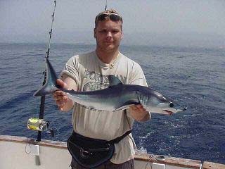 tiburón azul Pesca Deportiva Cavalier & Blue Marlin Gran Canaria