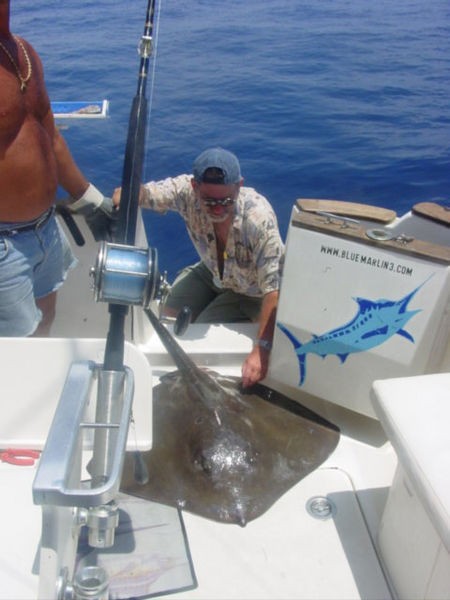 common stingray Cavalier & Blue Marlin Sport Fishing Gran Canaria