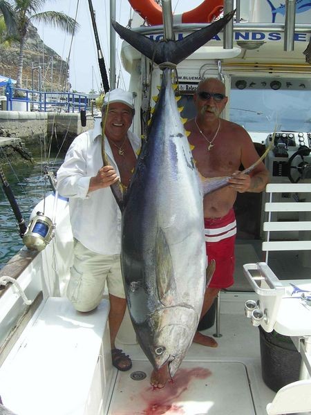 yellow fin tuna Cavalier & Blue Marlin Sport Fishing Gran Canaria