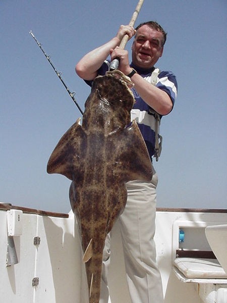 02/03 tiburón ángel Cavalier & Blue Marlin Sport Fishing Gran Canaria
