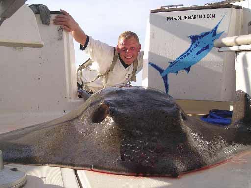 12/09 gemeiner Stachelrochen Cavalier & Blue Marlin Sportfischen Gran Canaria