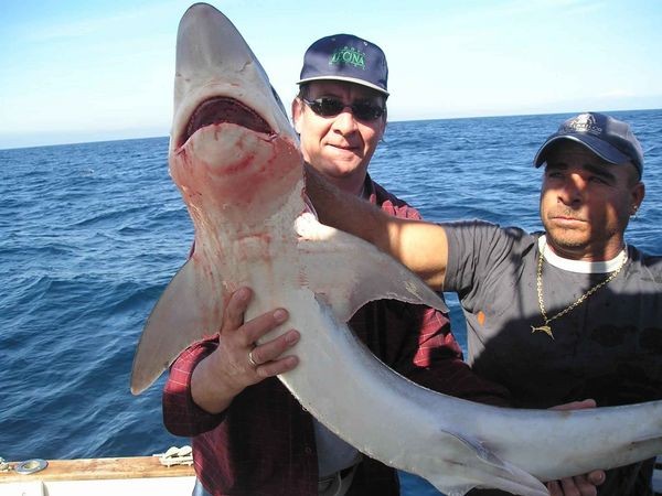 09/03 blue shark Cavalier & Blue Marlin Sport Fishing Gran Canaria