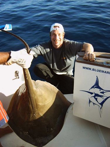 10/04 common stingray Cavalier & Blue Marlin Sport Fishing Gran Canaria