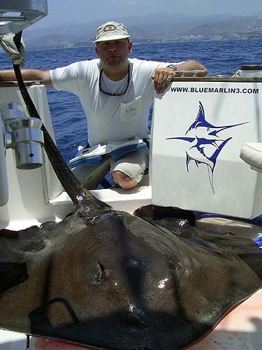 02/06 common stingray Cavalier & Blue Marlin Sport Fishing Gran Canaria