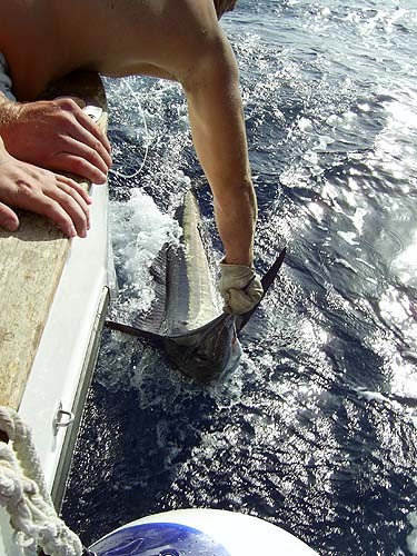 09/06 white marlin Cavalier & Blue Marlin Sport Fishing Gran Canaria