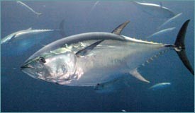 2007 podría ser el año en que el magnífico atún rojo Cavalier & Blue Marlin Sport Fishing Gran Canaria