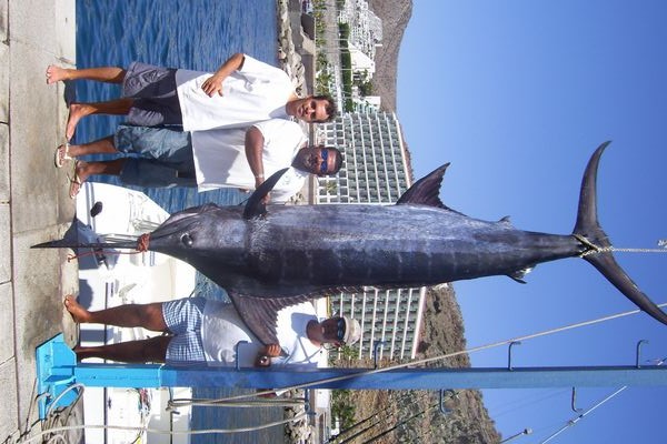 13/08 blue marlin Cavalier & Blue Marlin Sport Fishing Gran Canaria