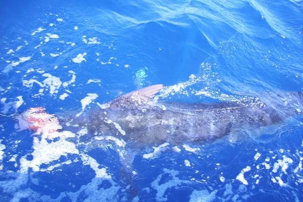17/08 blue marlin Cavalier & Blue Marlin Sport Fishing Gran Canaria